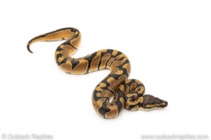 Africa import dinker ball python for sale