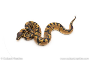 Africa import dinker ball python for sale