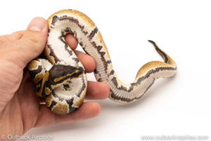 Africa import dinker ball python for sale