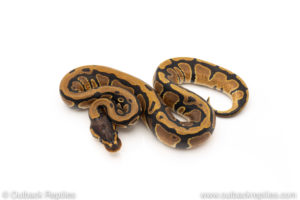 Africa import dinker ball python for sale