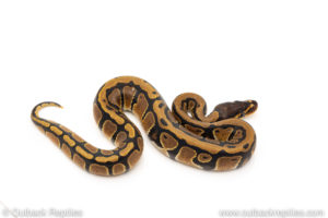 Africa import dinker ball python for sale