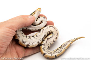 Africa import dinker ball python for sale