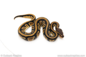 Africa import dinker ball python for sale
