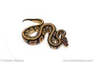 Africa import dinker ball python for sale
