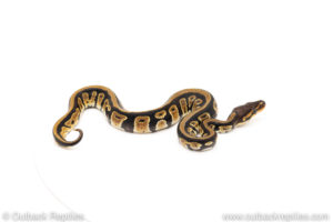 Africa import dinker ball python for sale