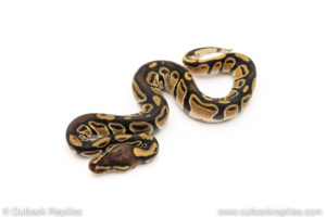 Africa import dinker ball python for sale