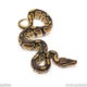 Africa import dinker ball python for sale