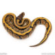 Africa import dinker ball python for sale
