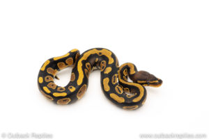 Africa import dinker ball python for sale
