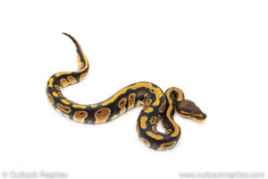 Africa import dinker ball python for sale