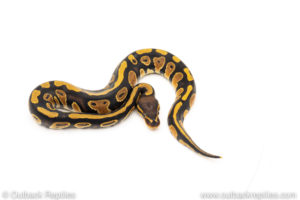 Africa import dinker ball python for sale