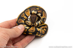Africa import dinker ball python for sale