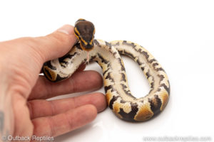 Africa import dinker ball python for sale