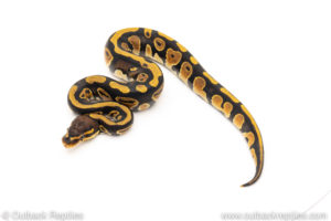 Africa import dinker ball python for sale