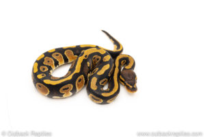 Africa import dinker ball python for sale