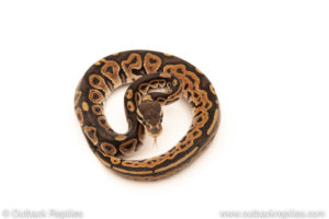 African Import Dinker Ball Python for sale