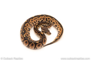 African Import Dinker Ball Python for sale
