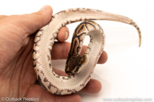 African Import Dinker Ball Python for sale