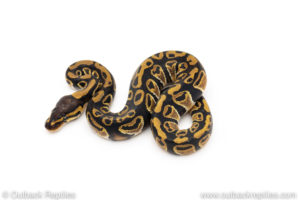 Africa import dinker ball python for sale