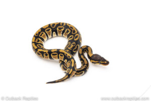 Africa import dinker ball python for sale