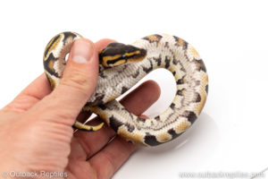 Africa import dinker ball python for sale
