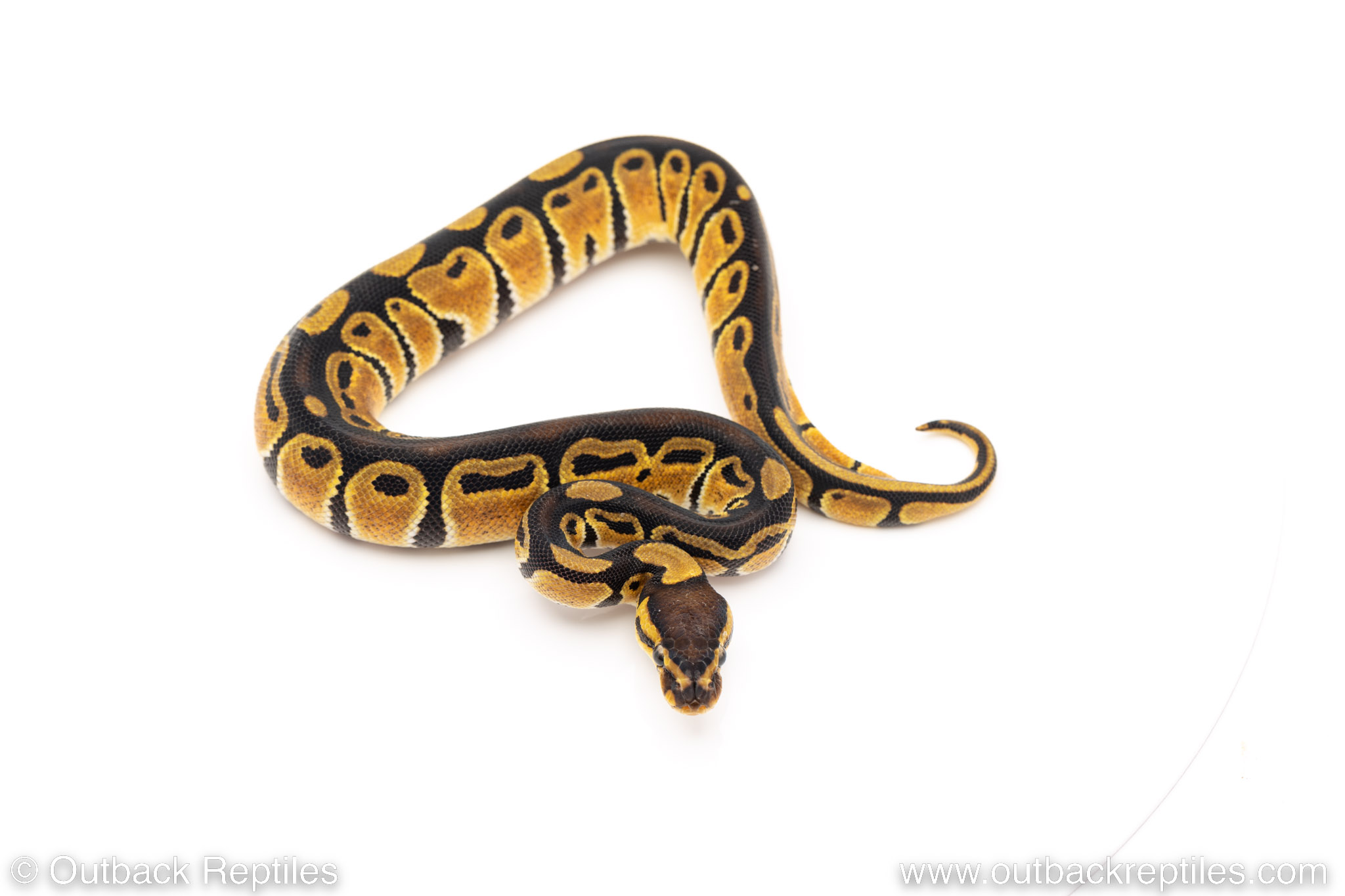 Africa Import Ball Python Dinker #M52 – Sunshiney Blush Back – Female ...