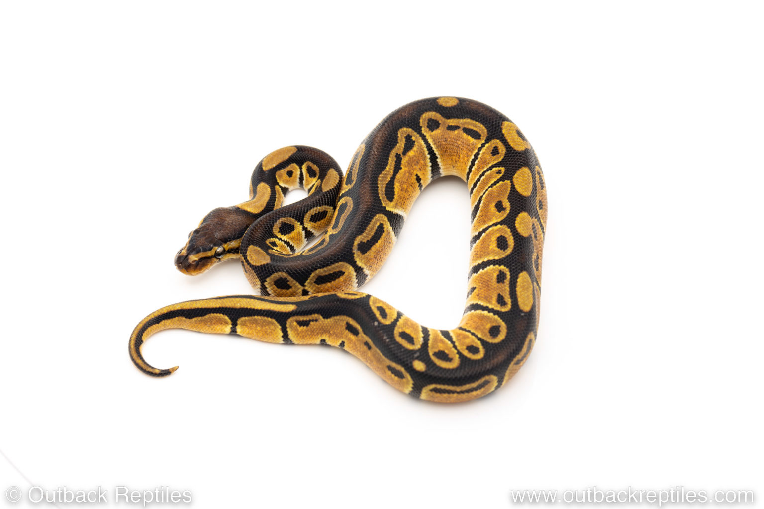 Africa Import Ball Python Dinker #M52 – Sunshiney Blush Back – Female ...