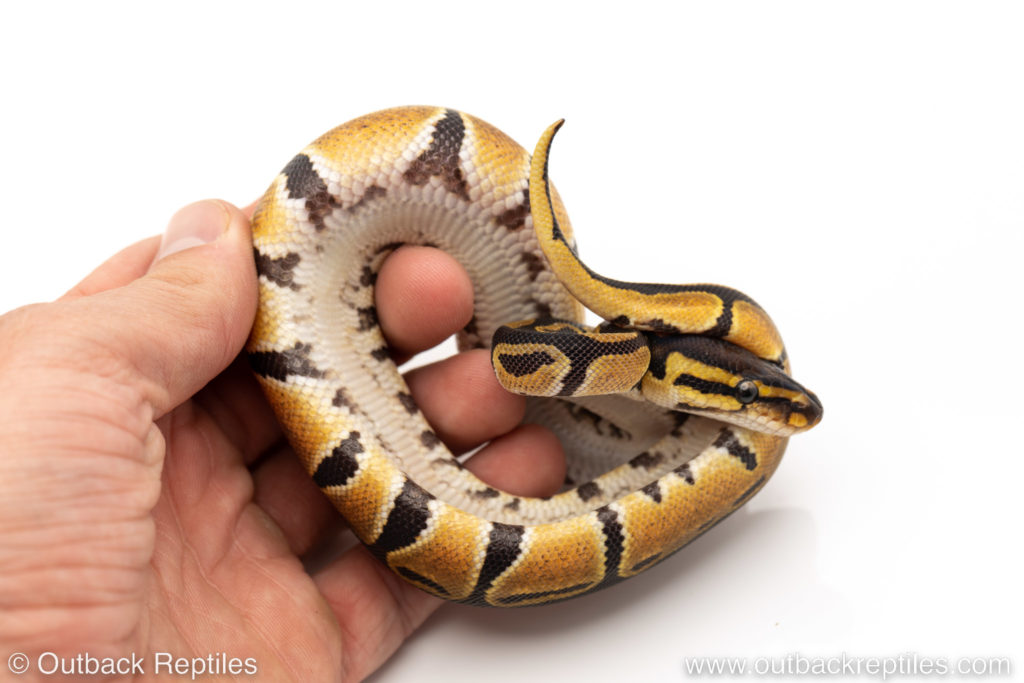 Africa Import Ball Python Dinker #M52 – Sunshiney Blush Back – Female ...