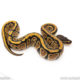Africa import dinker ball python for sale
