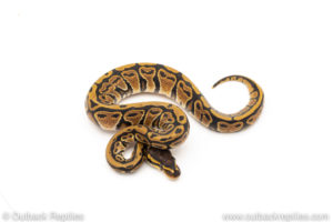 Africa import dinker ball python for sale