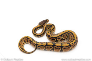 Africa import dinker ball python for sale