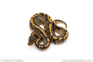 Africa import dinker ball python for sale