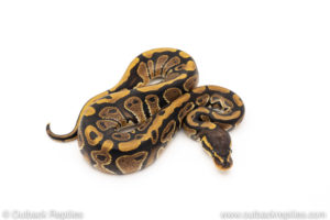 Africa import dinker ball python for sale