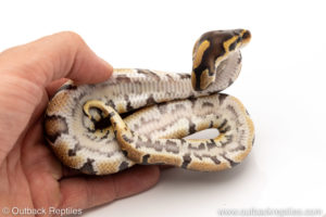 Africa import dinker ball python for sale