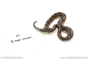 Africa import dinker ball python for sale