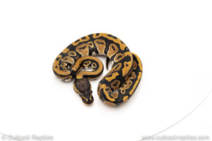 Africa import dinker ball python for sale