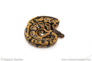 Africa import dinker ball python for sale