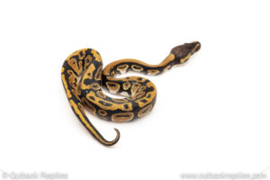 Africa import dinker ball python for sale
