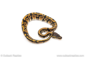Africa import dinker ball python for sale