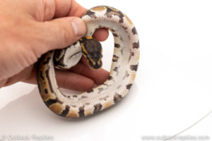 Africa import dinker ball python for sale