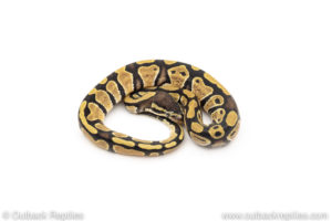 Africa import dinker ball python for sale