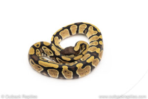 Africa import dinker ball python for sale