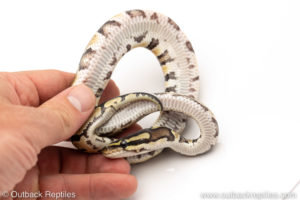 Africa import dinker ball python for sale