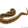 African Import Dinker Ball Python for sale