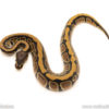 African Import Dinker Ball Python for sale