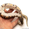 African Import Dinker Ball Python for sale