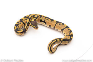 Africa import dinker ball python for sale