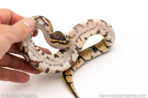 Africa import dinker ball python for sale