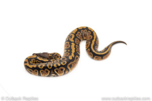 Africa import dinker ball python for sale