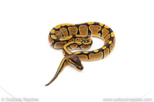 Africa import dinker ball python for sale